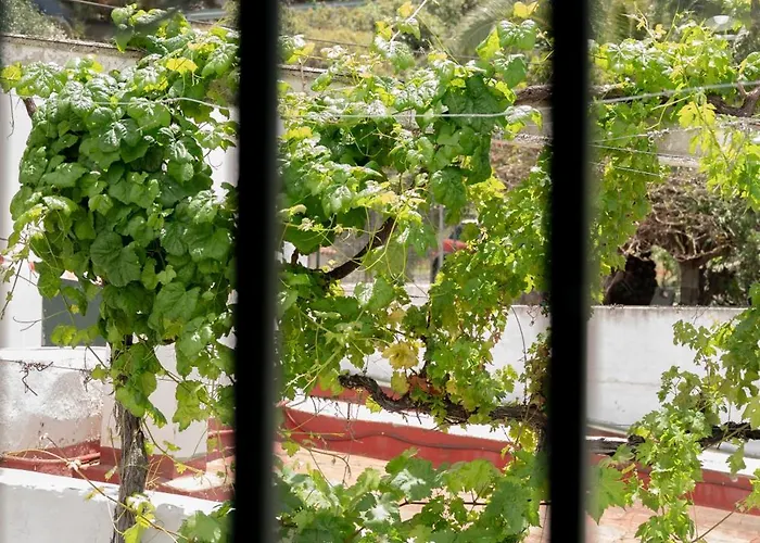 Lirios * 圣布里吉达